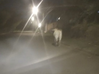 Leitor filma boi solto transitando em via pública na Capital