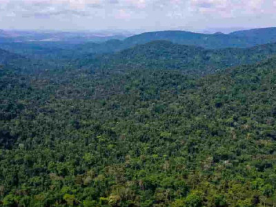 Mato Grosso concentra metade da exploração de madeira em toda Amazônia