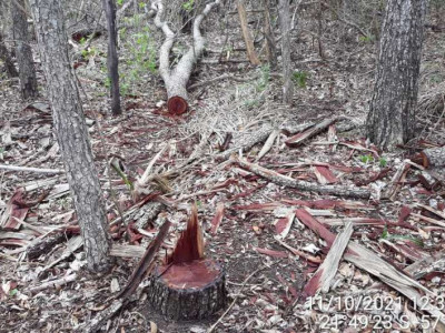 Mulher é autuada em R$ 21,7 mil por exploração de madeira