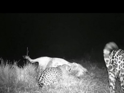 Onças degustam vaca como refeição do jantar no Pantanal de MS