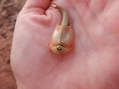 Turistas encontram ovos de camarões dinossauros com três olhos