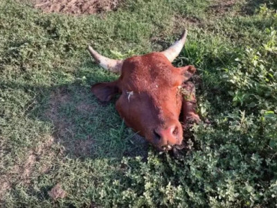 Grupo armado invade fazenda, faz caseiro refém e abate animais