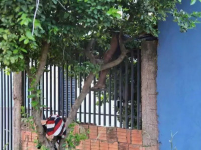 Homem é encontrado morto em cima da grade de residência em MS