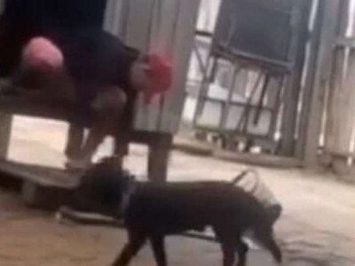 Homem é flagrado esquartejando gato