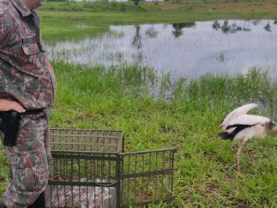 Jaburu encontrado em residência é solto em lagoa de Naviraí