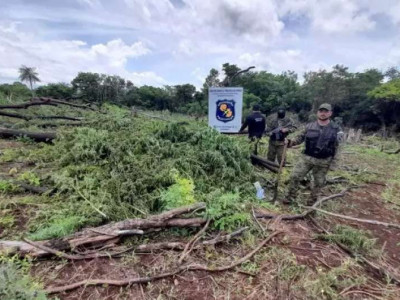 Polícia paraguaia destrói lavoura de maconha em fase de colheita