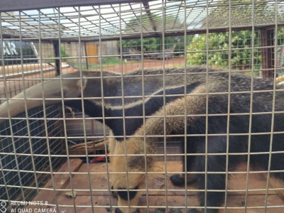 Tamanduá e furão são capturados em bairros de Dourados