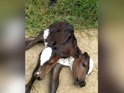 Bezerra nasce com duas cabeças na região nordeste do país 