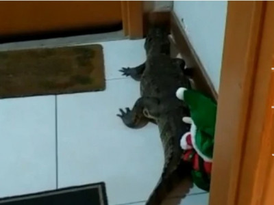 Morador de apartamento leva um susto ao ver jacaré na porta