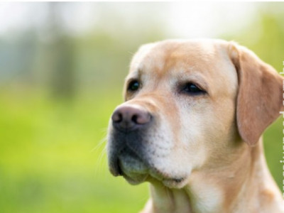 Mulher morde dona de cachorro após vê-la batendo no cão