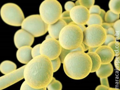Anvisa confirma terceiro caso de ‘superfungo’ no Brasil