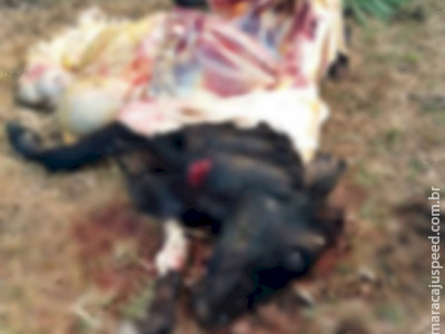 Em Sidrolândia, ladrões invadem fazenda, carneiam vaca e fogem 