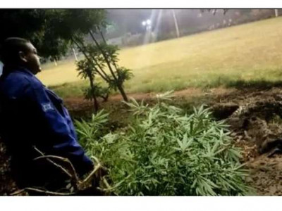 Guarda municipal acaba com plantação de maconha em Ponta Porã