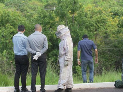 Homem morre ao ser atacado por abelhas em MS 