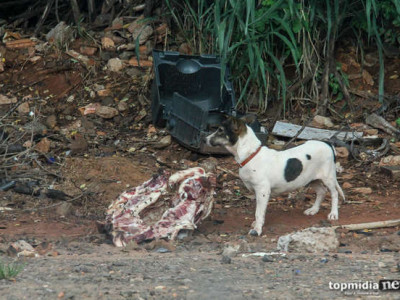 Idoso é flagrado estuprando cadela em Dourados