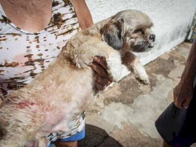 Idoso e cachorro ficam feridos após ataque de rottweiler em MS