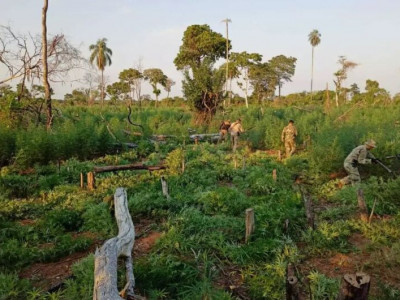 Plantadores cultivam roça que renderia 21 toneladas de maconha 