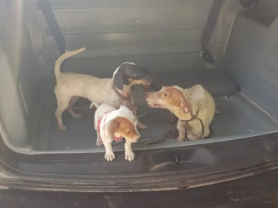 Polícia resgata três cachorros vítimas de maus tratos em MS