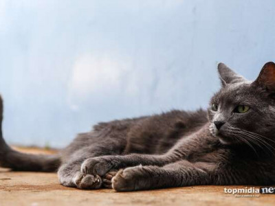 Após morder cinco pessoas, gato morre com diagnóstico de raiva em Goiânia