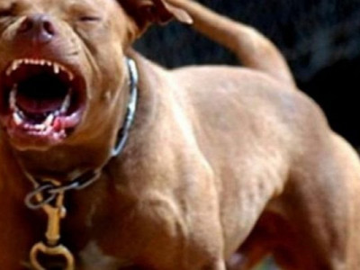 Mulher é atacada e arrastada por pitbull em elevador