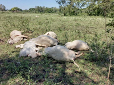 Polícia investiga morte de 10 vacas em fazenda de MS 