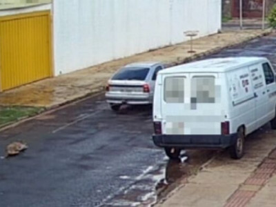 Cachorro é arrastado por carro na Nhanhá