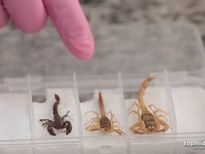 Criança é picada por escorpião e morre em Paranaíba