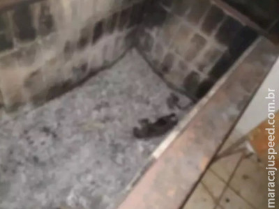 Gatos são incinerados em churrasqueira e vira caso de polícia