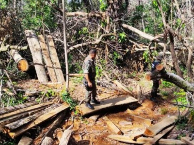 Infrator é autuado em R$ 4 mil por exploração ilegal de madeira em área protegida
