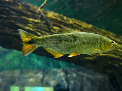 Reprodução de peixes no Bioparque Pantanal poderá repovoar rios