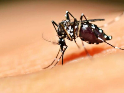 Brasil ultrapassa 500 mortes por dengue em 2022