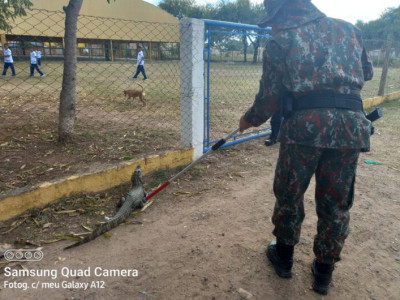 Jacaré é capturado no portão de escola durante período de aula 