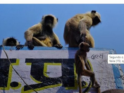 Macacos sequestram bebê na Índia; criança morreu