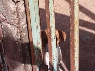 Mulher denuncia vizinho por envenenar cachorros em Dourados