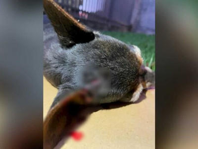 Pinscher é encontrada morta com tiro na cabeça em MS