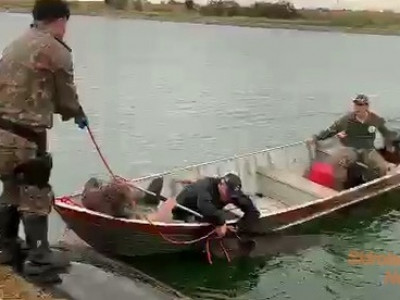 PMA resgata duas antas de 270 kg cada uma na lagoa de tratamento de esgoto em Sidrolândia