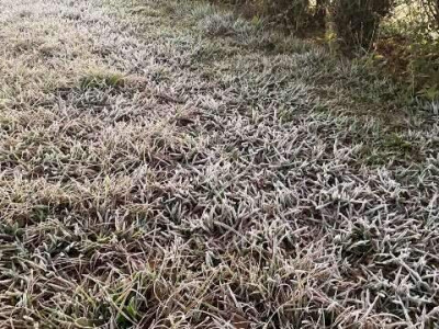 Temperatura despenca e provoca geada em 3 cidades na madrugada