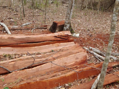 Comerciante é multado em R$ 5 mil por exploração de madeira em área protegida