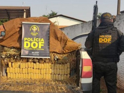 Polícia apreende 350 quilos de droga em meio a carga de abacaxi 