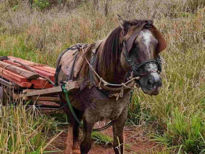 Dupla abandona carroça com ‘peroba’ ilegal em Itaquiraí