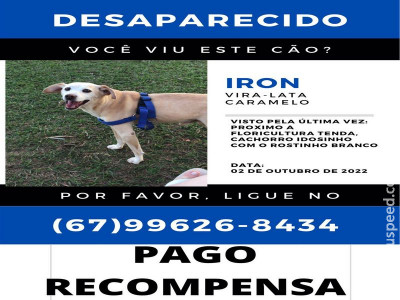 Maracaju: Procura-se animal de estimação desaparecido