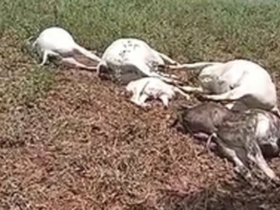 Raio mata vacas e bezerros em propriedade de Chapadão do Sul