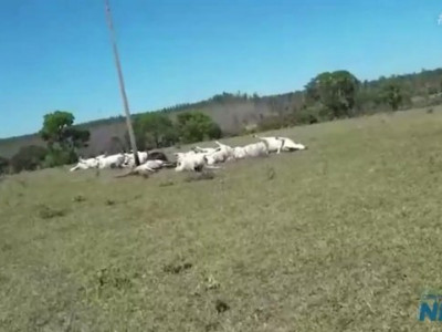 Fiação se rompe e mata 12 vacas eletrocutadas em fazenda no MS