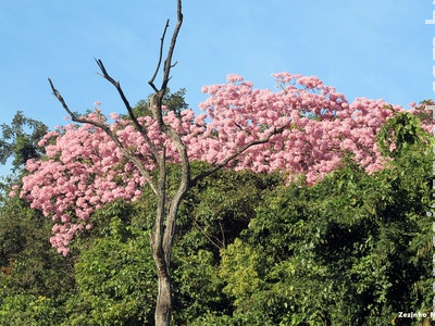 Tempo deve ser estável em Mato Grosso do Sul nesta quarta