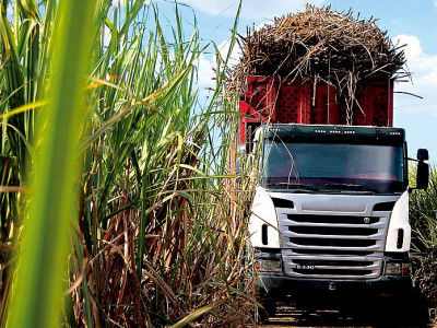 Conab aponta aumento de 4,4% na produção de cana-de-açúcar 