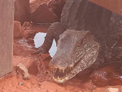 Jacaré é capturado em pátio de Mineradora, em Corumbá