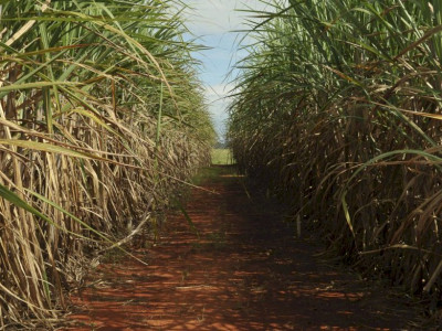BP Bunge decide eliminar uso de fertilizantes minerais