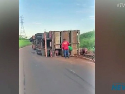 Carreta com porcos tomba e moradores saqueiam carga em BR