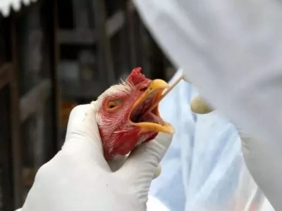 França confirma 250 surtos de gripe aviária