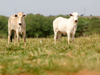 Brasil suspende exportações de carne bovina à China com confirmação de caso de vaca louca